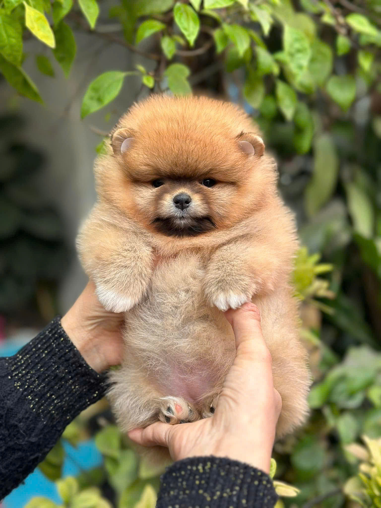 Bán 10 lô đất đấu giá có xây dựng gối diện resort Silkpatxx