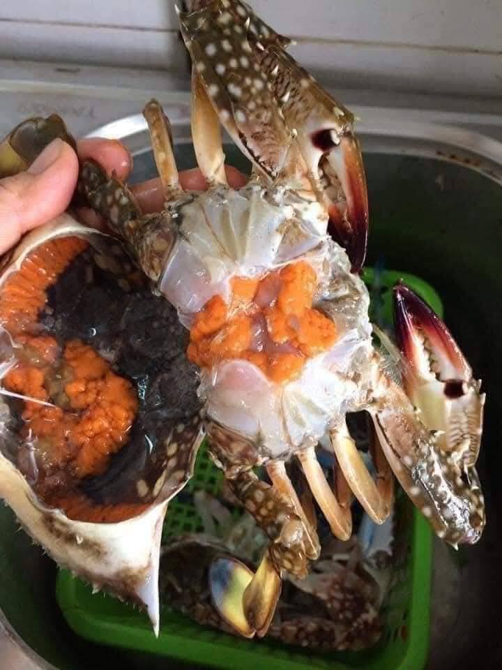 Ghẹ xanh sú ( ghẹ cái có gạch non béo ngậy ) hàng tơi sống